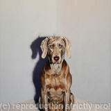 Staring Across the Abyss of Non-comprehension - Oil on Canvas