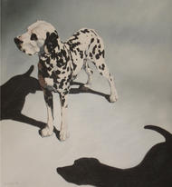 2 Dalmations