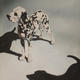 2 Dalmations