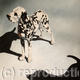 2 Dalmations