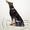 Doberman