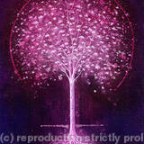 blossom - giclee print
