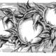 apples