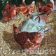Rustic Hens by Paul…