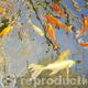 Ripples and Reflections…