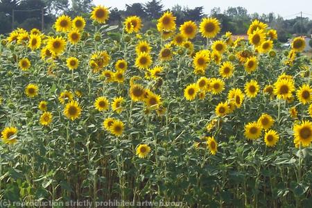 French Sunflowers