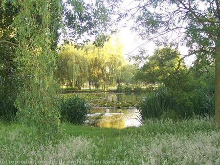 Heath End Pond Pelsall