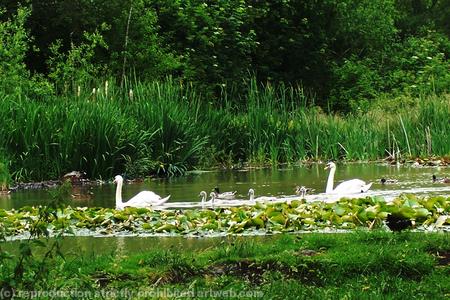 Swans on Pelsall Pond