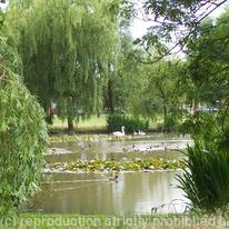 Heath End Pond Pelsall 