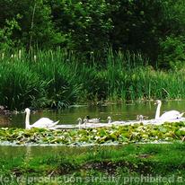 Swans on Pelsall Pond