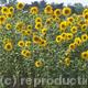 French Sunflowers
