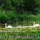 Swans on Pelsall Pond