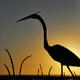 Blue Heron Sunset