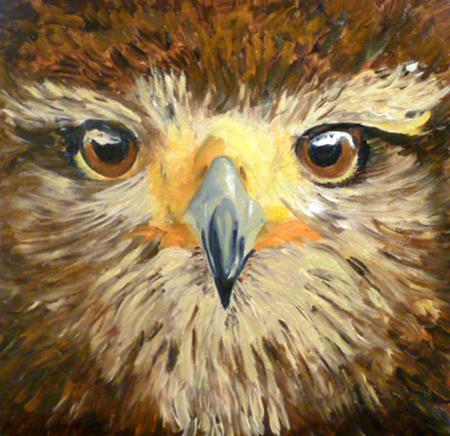 Hawk