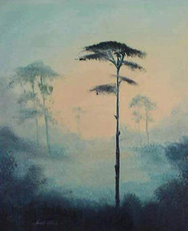 Scots Pine