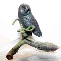 Little owl