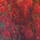 Bouganvillea Sold