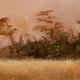 Wind-before-the-harvest