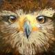 Hawk