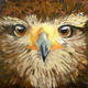 Hawk