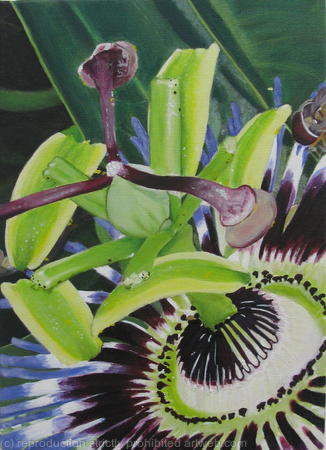 passion-flower