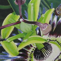 passion-flower