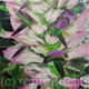 Acanthus