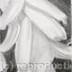Hyacinth