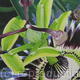 passion-flower