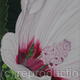 barnsley-mallow