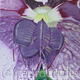 hellebore