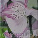 3rd Painting 1st Bouquet