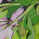 5th Painting 1st Bouquet
