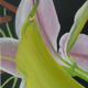 1st Small Painting 2nd…