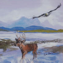 Lonely Deer Wading in Scotland