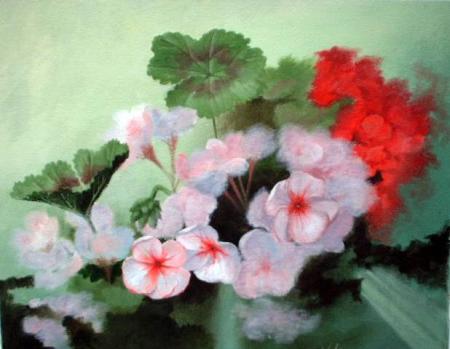 pink geraniums