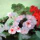 pink geraniums