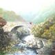 Poachers bridge