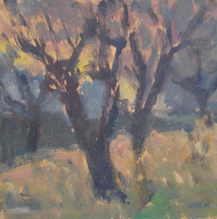 Almond Trees against a Winter Sunset