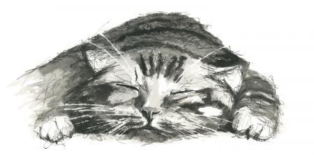 Catnap