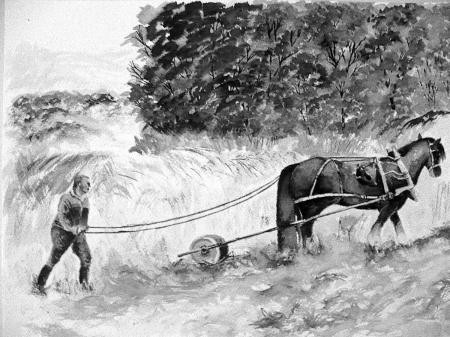 rolling the meadow