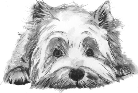 scottie