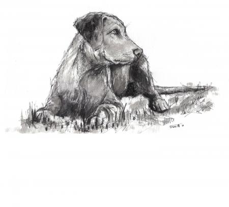 labrador