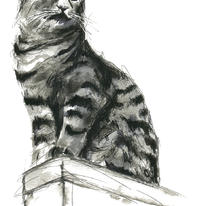  cat on guard