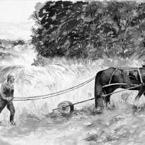 rolling the meadow