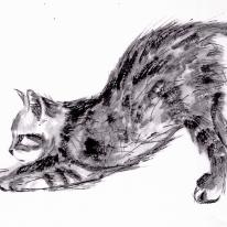 cat playing