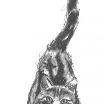crouching cat