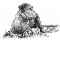 labrador