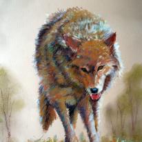 wolf
