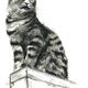  cat on guard